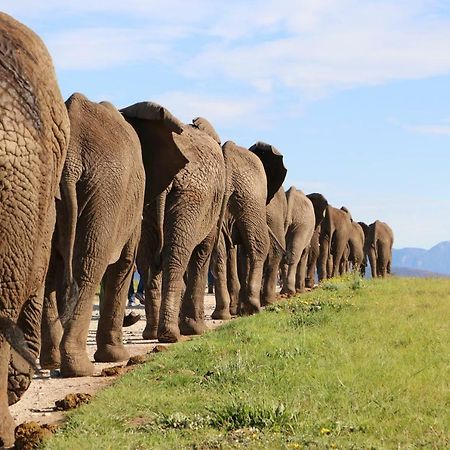 Knysna Elephant Park Lodge Плетенбърг Бей Екстериор снимка