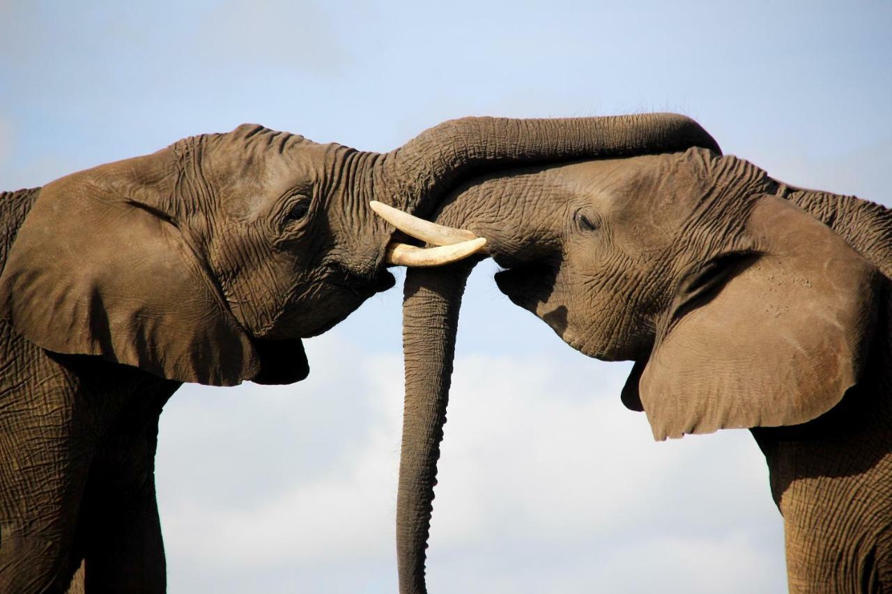 Knysna Elephant Park Lodge Плетенбърг Бей Екстериор снимка