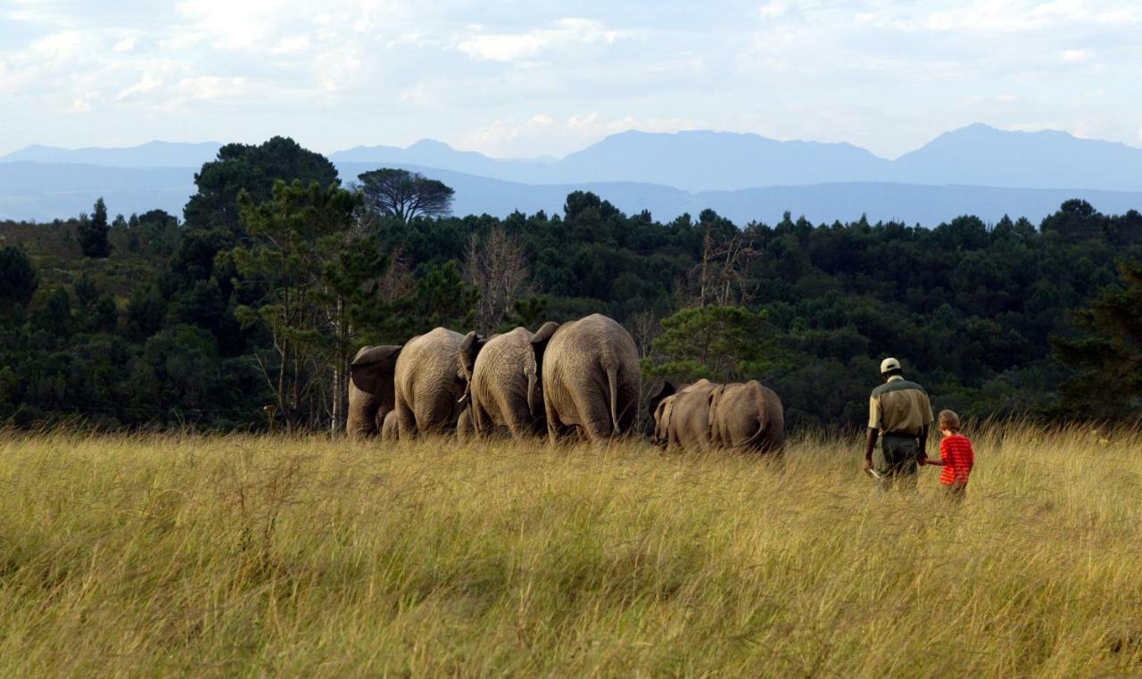 Knysna Elephant Park Lodge Плетенбърг Бей Екстериор снимка