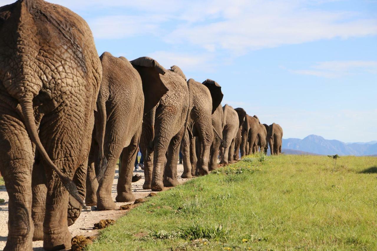 Knysna Elephant Park Lodge Плетенбърг Бей Екстериор снимка